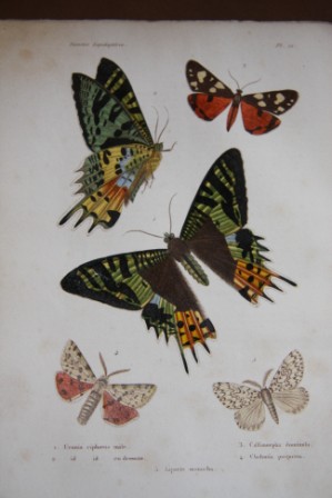 Image for Histoire Naturelle Des Insectes:  Orthopteres, Nevropteres, Hemipteres, Hymenopteres, Lepidopteres et Dipteres (Two Volumes)
