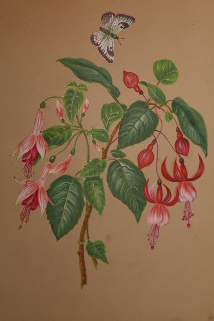 Image for Album of Eleven Fine and Original Watercolor Botanical Studies