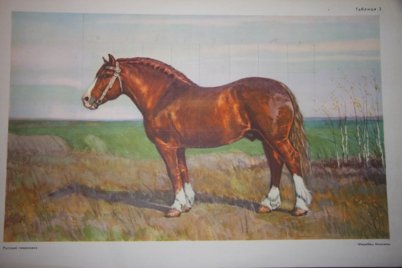 Image for ?????? ???????      (40 ?????????????? ??????) (Russian Equine Breeds)