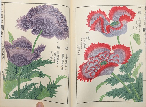 Image for Japanese Botanical Book