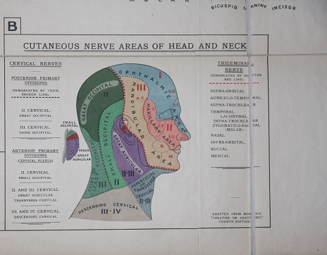 Map Scheme of the Sensory Distribution of the Fifth Nerve (Trigeminus) with its Ganglia and Connections