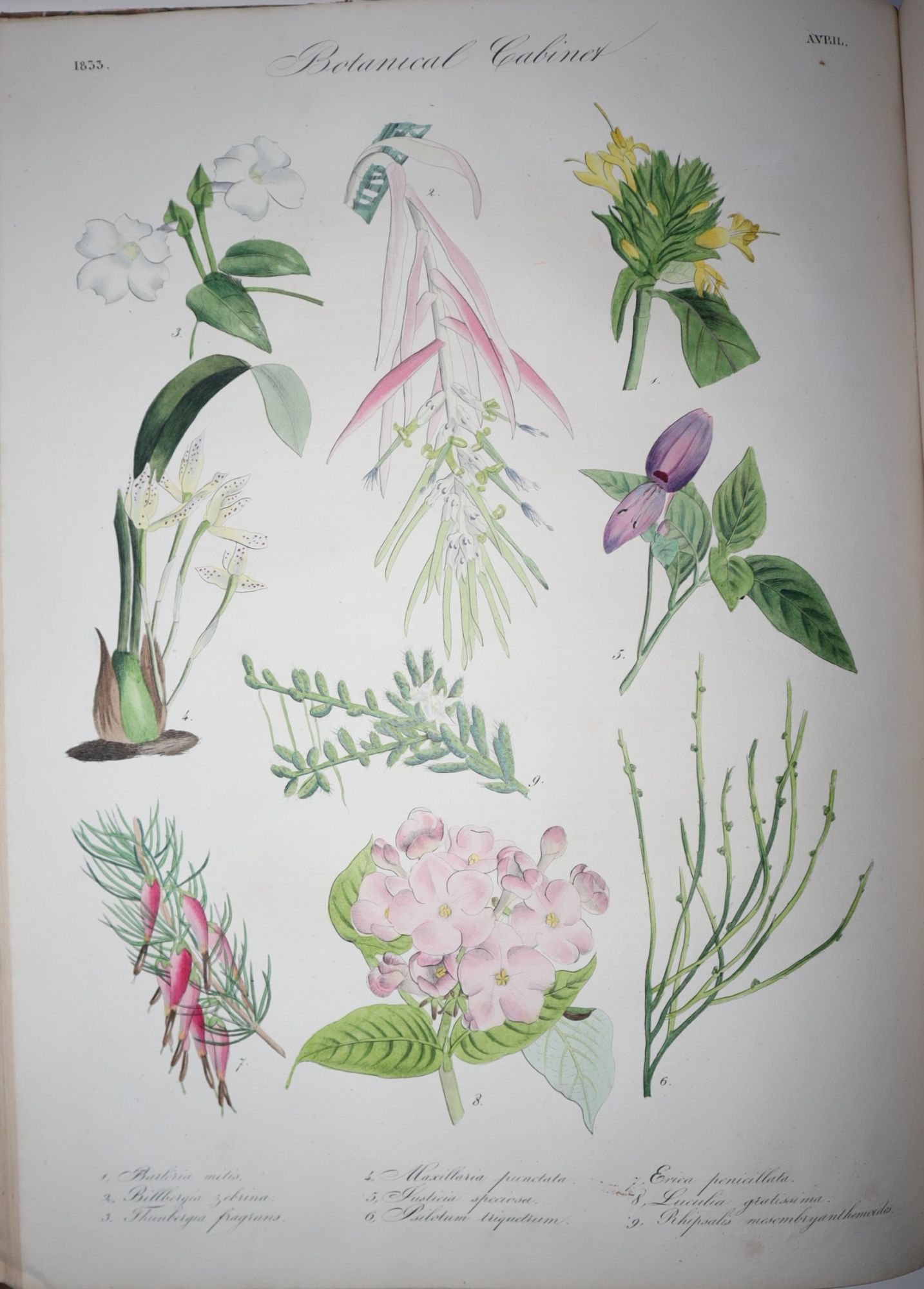 Flore des Serres et Jardins de l'Angleterre. Tome Premier -- Anne 1833.Prsentant Toutes les Plantes Rcemment Introduites en Angleterre, et que Font Successivement Connaitre les Ouvrages Priodiques Publi sous les Titres Botanical Magazine, Botanical Register, Botanical Cabinet. Recueil Publi Sous la 