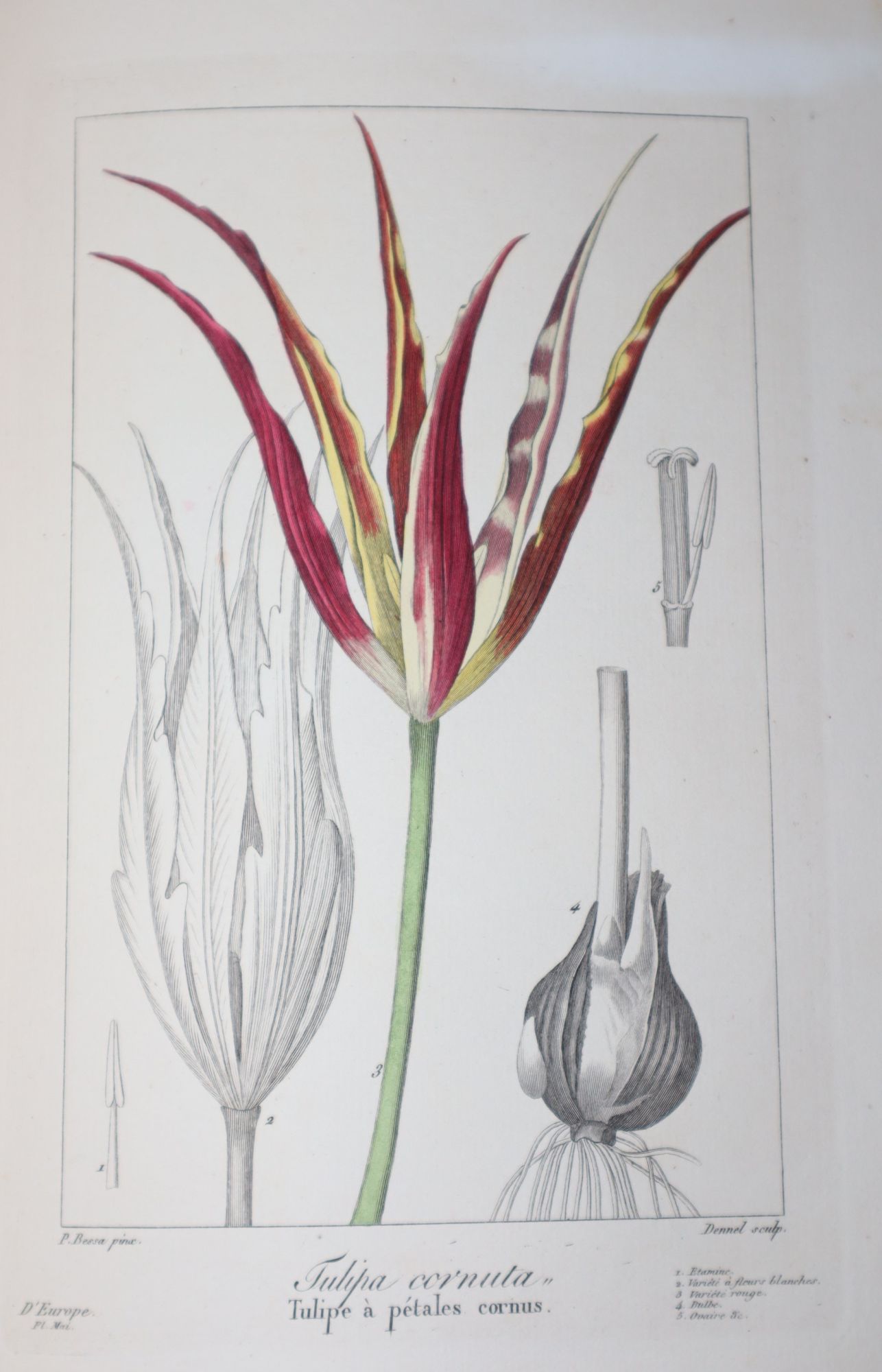 Flore des Jardiniers, Amateurs et Manufacturiers. Tome Quatrime.; DAprs les Dessins de Bessa. Extraits de lHerbier de lAmateur