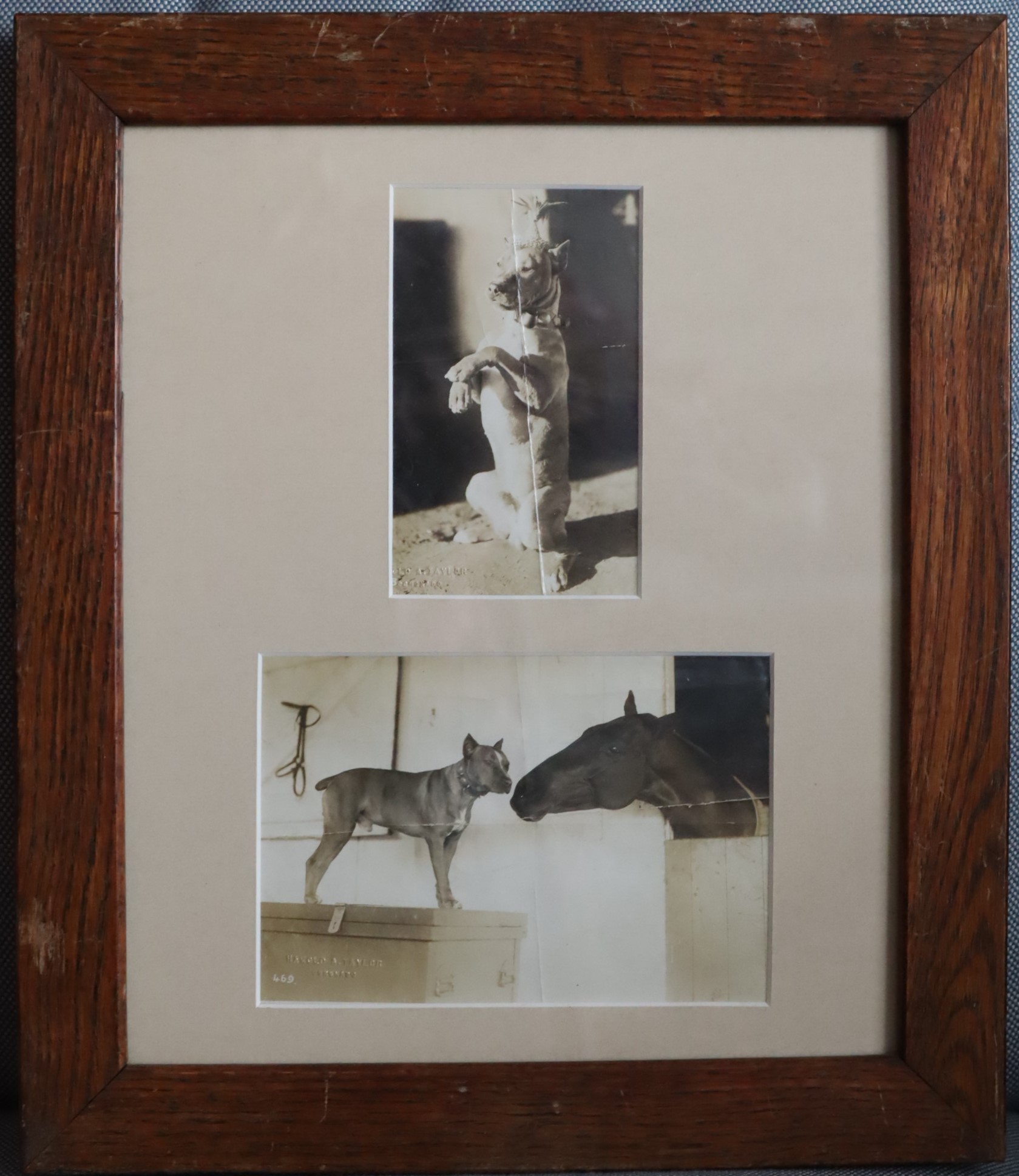 Framed Two Photographs of a Cute Staffordshire Terrier, One with an Equine Friend, One, Wearing a Straw Party Hat while Sitting Upright