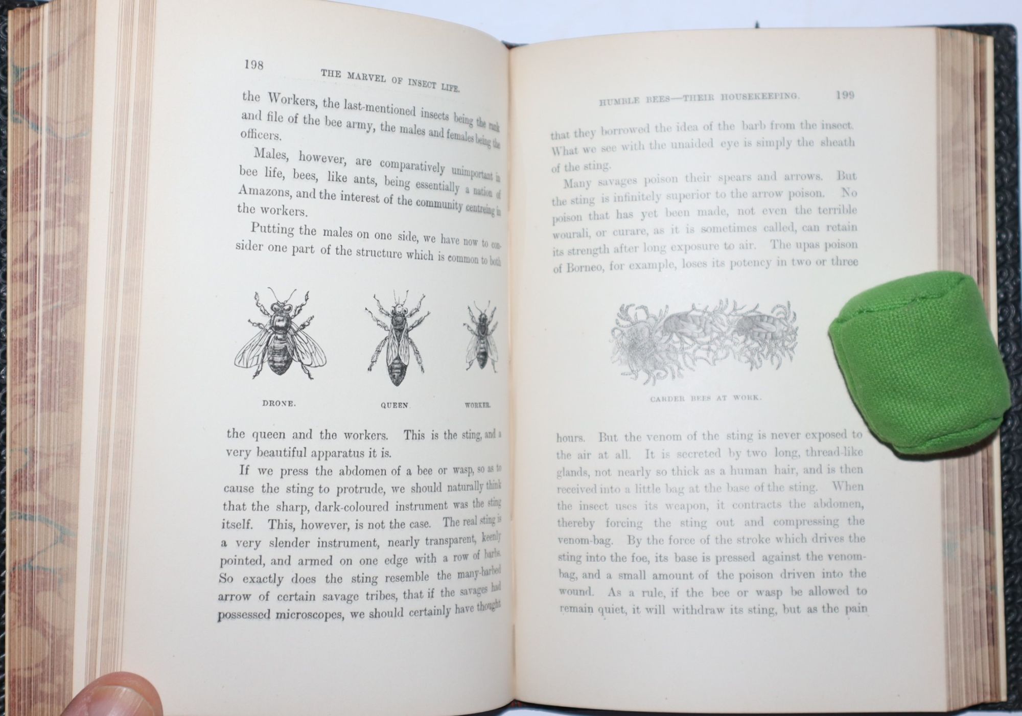 Half Hours with a Naturalist. Rambles near the Shore. With Numerous Illustrations. [Part of series: The Half Hour Library of Travel, Nature and Science for Young Readers]