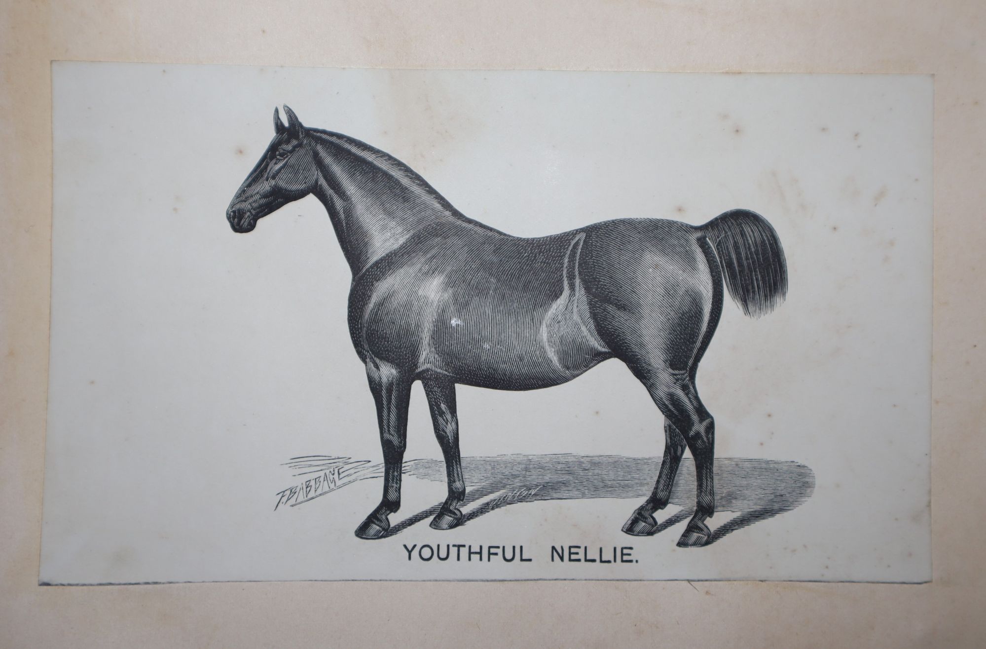 Image for Horse Hair Album, with watercolors and drawings of some of the horses as well Horse Hair Album, with watercolors and drawings of some of the horses as well