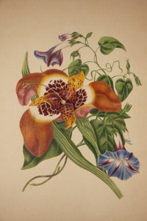 Image for The Beauties of Flora, with botanic and poetic illustrations:  being a Selection of Flowers drawn from Nature.  Arranged emblematically with Directions for Colouring them, by Eliza Eve Gleadall